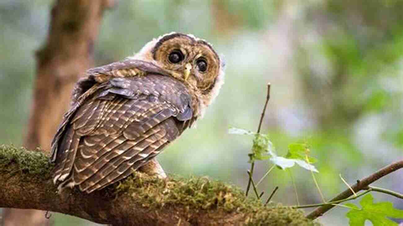 Northern Spotted Owl A Critically Endangered Owl Species Due To Habitat Loss Birder S Conservation Handbook: 100 North American Birds At Risk