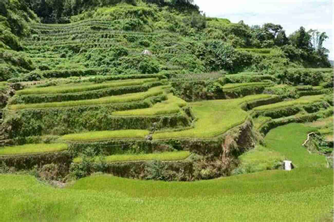 Origin Of Cultivated Rice Ancient Terraced Rice Field In Southeast Asia Origin Of Cultivated Rice (ISSN 14)