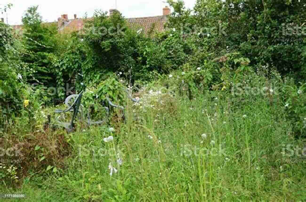 Overgrown Garden With Wild Plants And Weeds The Sad House On Moving Day