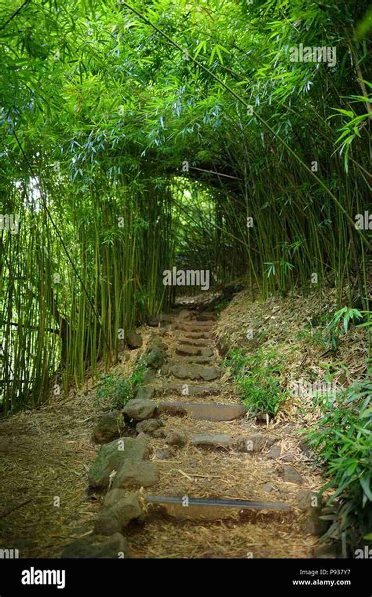 Pipiwai Trail: A Serene Bamboo Forest Leading To A Majestic Waterfall Top Trails: Maui: Must Do Hikes For Everyone