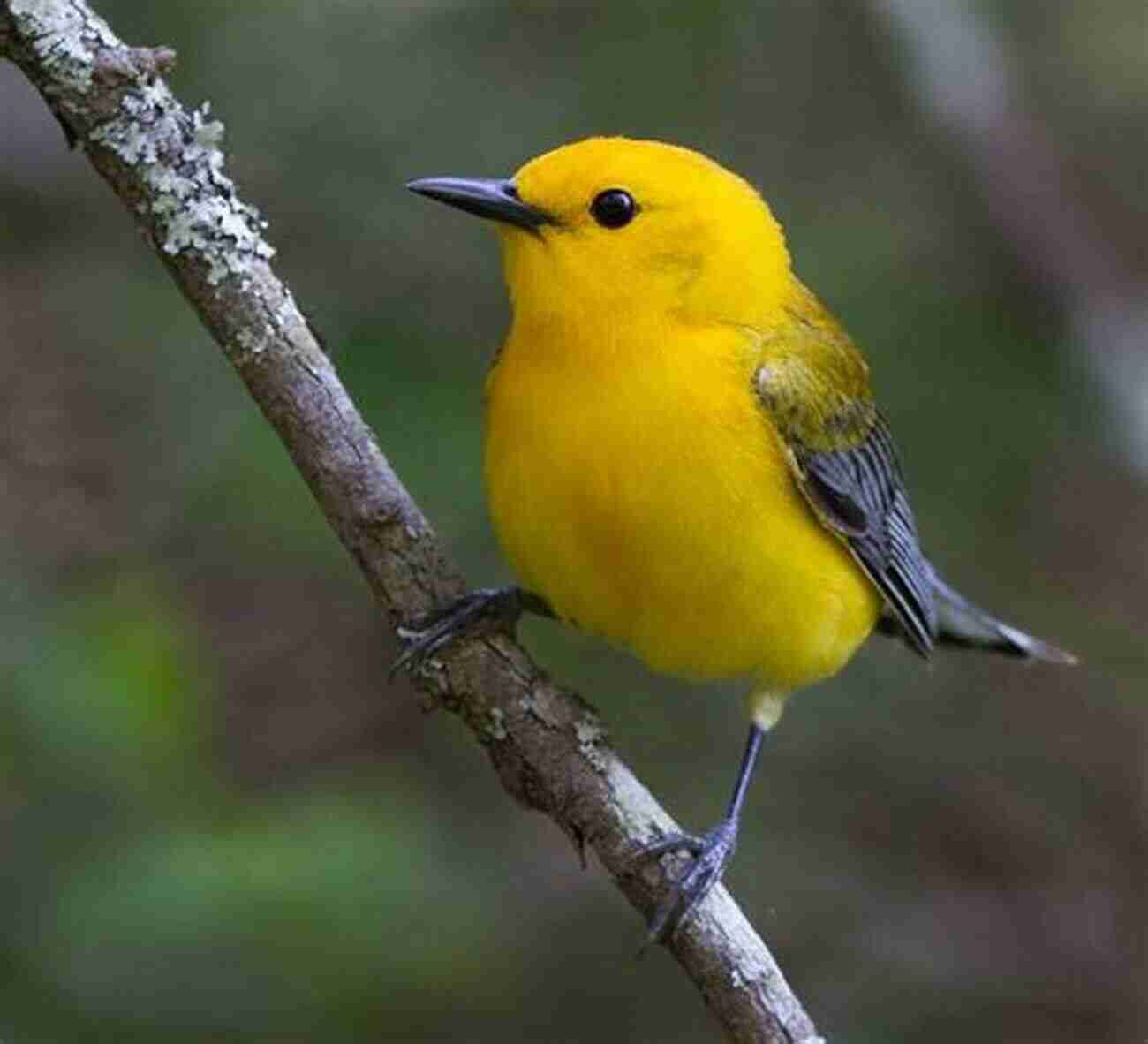 Prothonotary Warbler A Flash Of Yellow In The Green Birds Of Louisiana And Mississippi: Birds Of Louisiana Mississippi That Might Pay You A Visit: Birds Of Louisiana Mississippi Field Guide