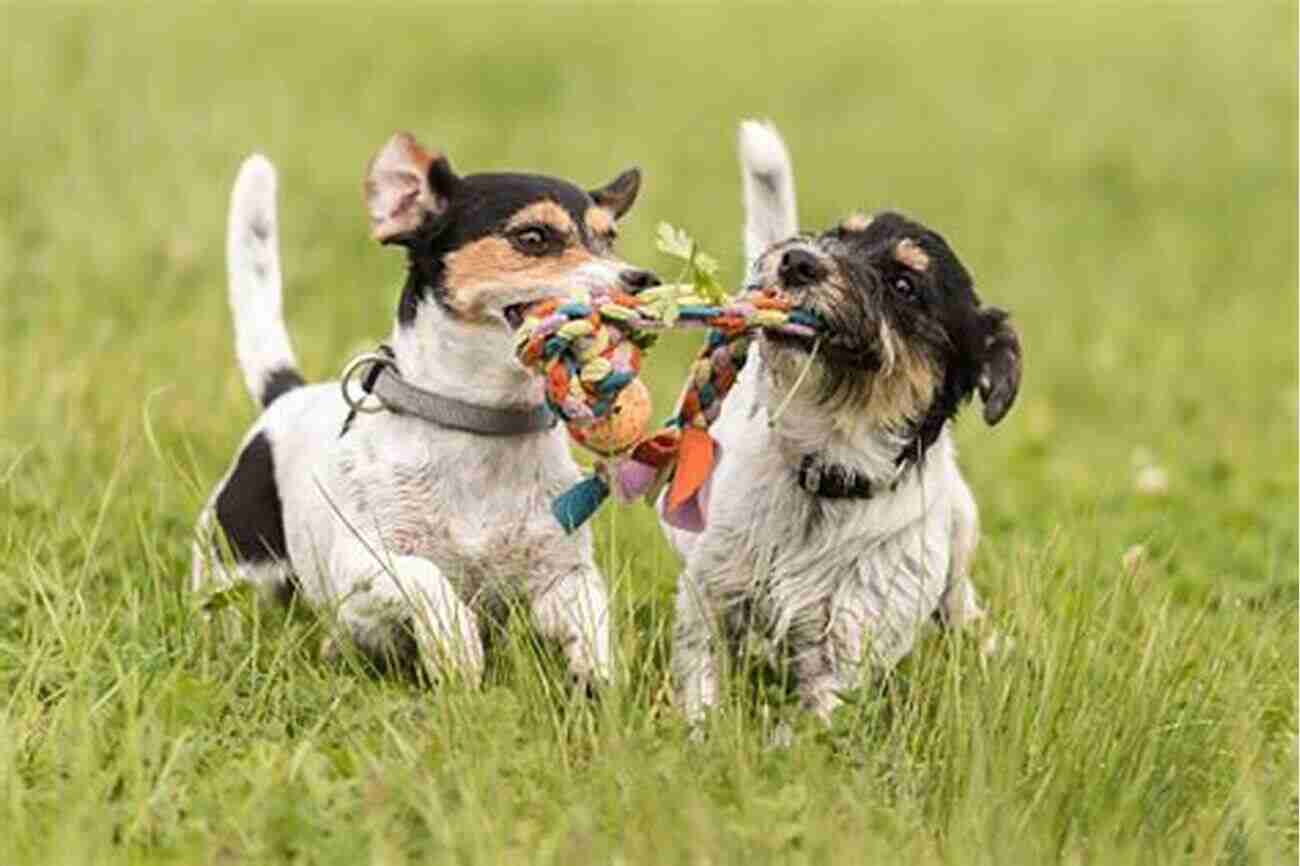 Puppies Playing Together Jack And Billy S Top Advice For Puppies