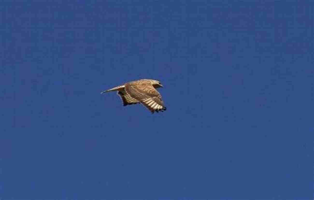 Raja The Buzzard In Kathmandu A Random Buzzard In Kathmandu