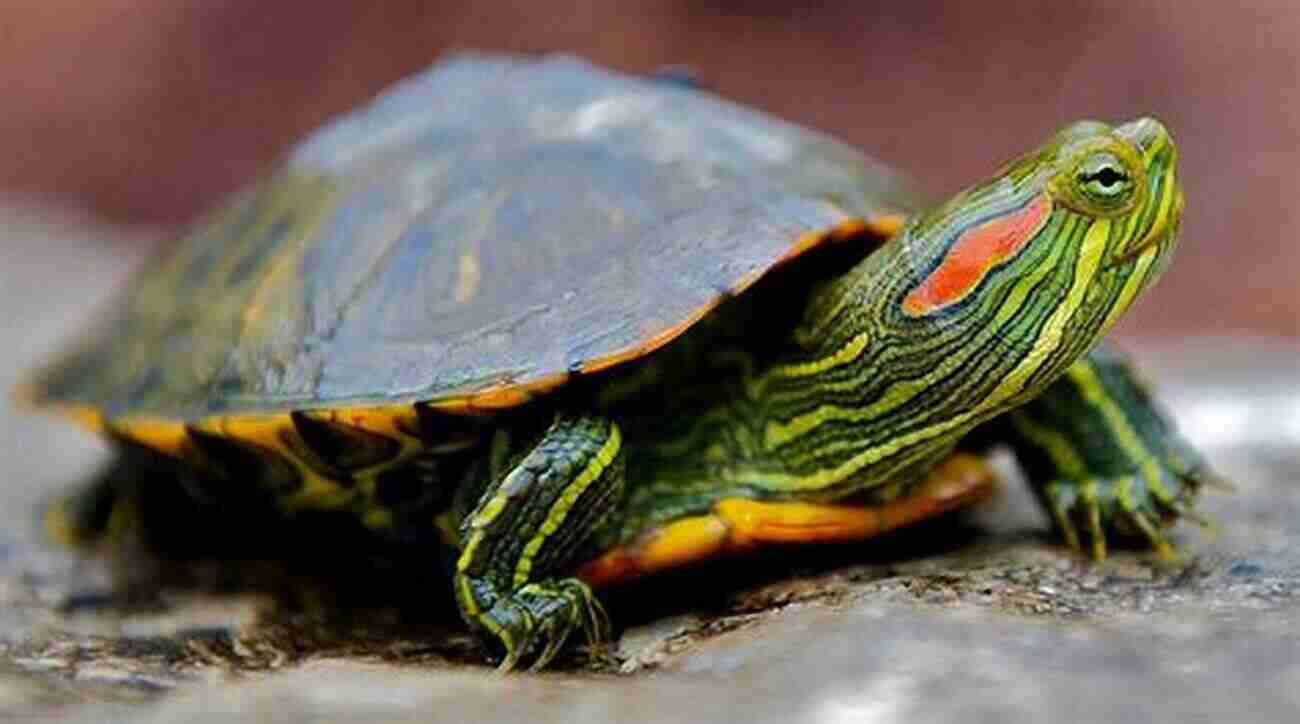 Red Eared Sliders Turtle The Majestic Water Explorer Red Eared Sliders Turtle : Complete Owners Guide Acquisition Cost Care Proper Care Proper Health And Diet Of Your Amazing Pet