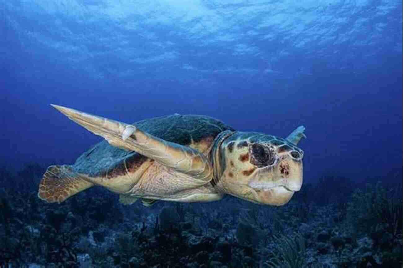 Sea Turtle Swimming Gracefully In Belize Snorkeling Belize: A Of Photographs