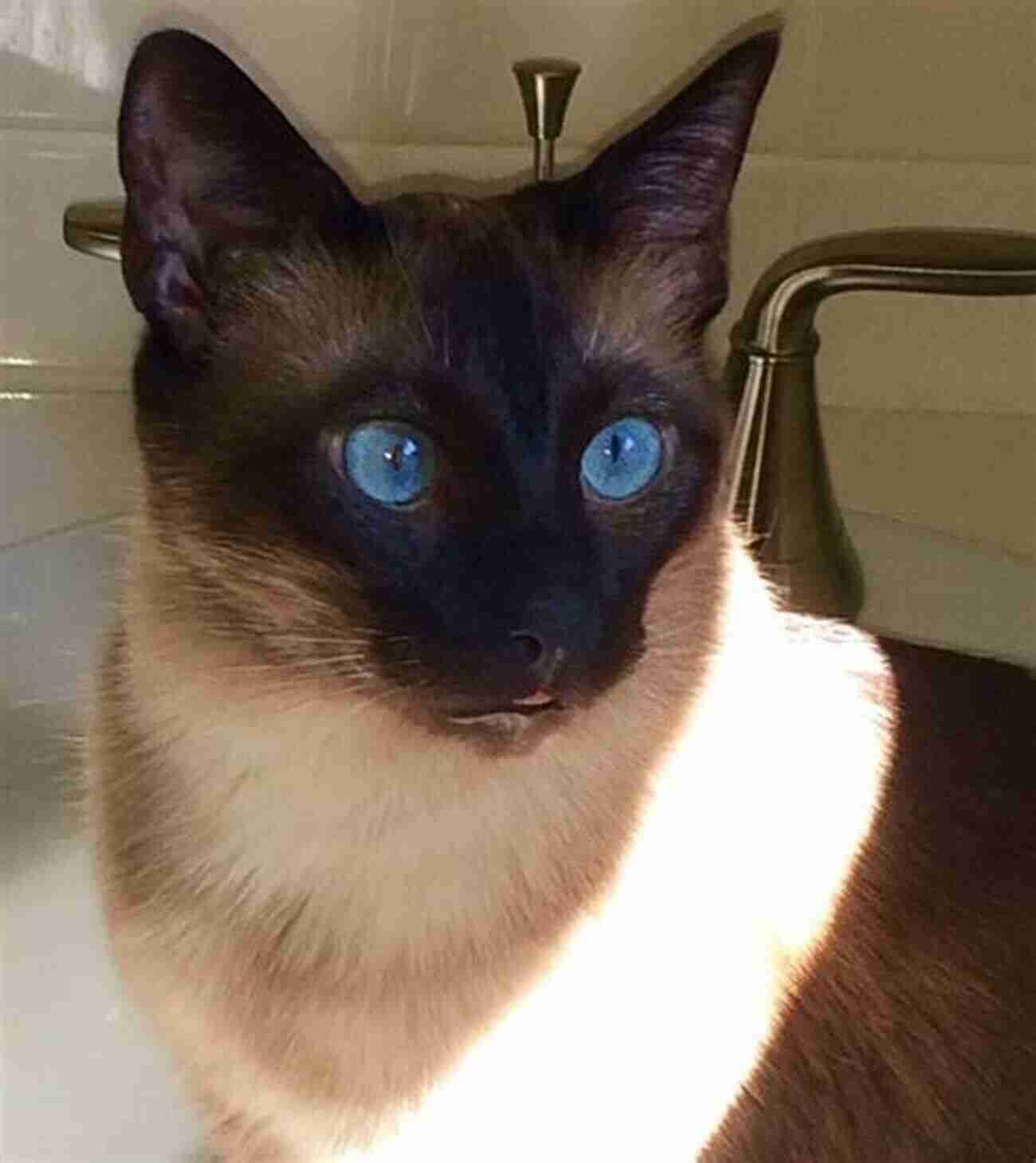 Siamese Cat Sitting Gracefully With Piercing Blue Eyes Siamese Cats Divina Blackwell Bates