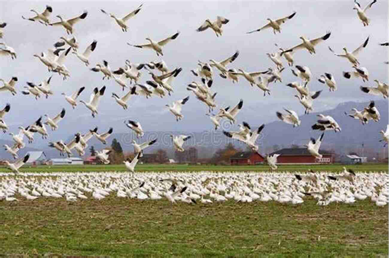 Spectacular Flock Of Snow Geese Taking Flight A Guide To Finding Birds Along The Illinois River Flyway