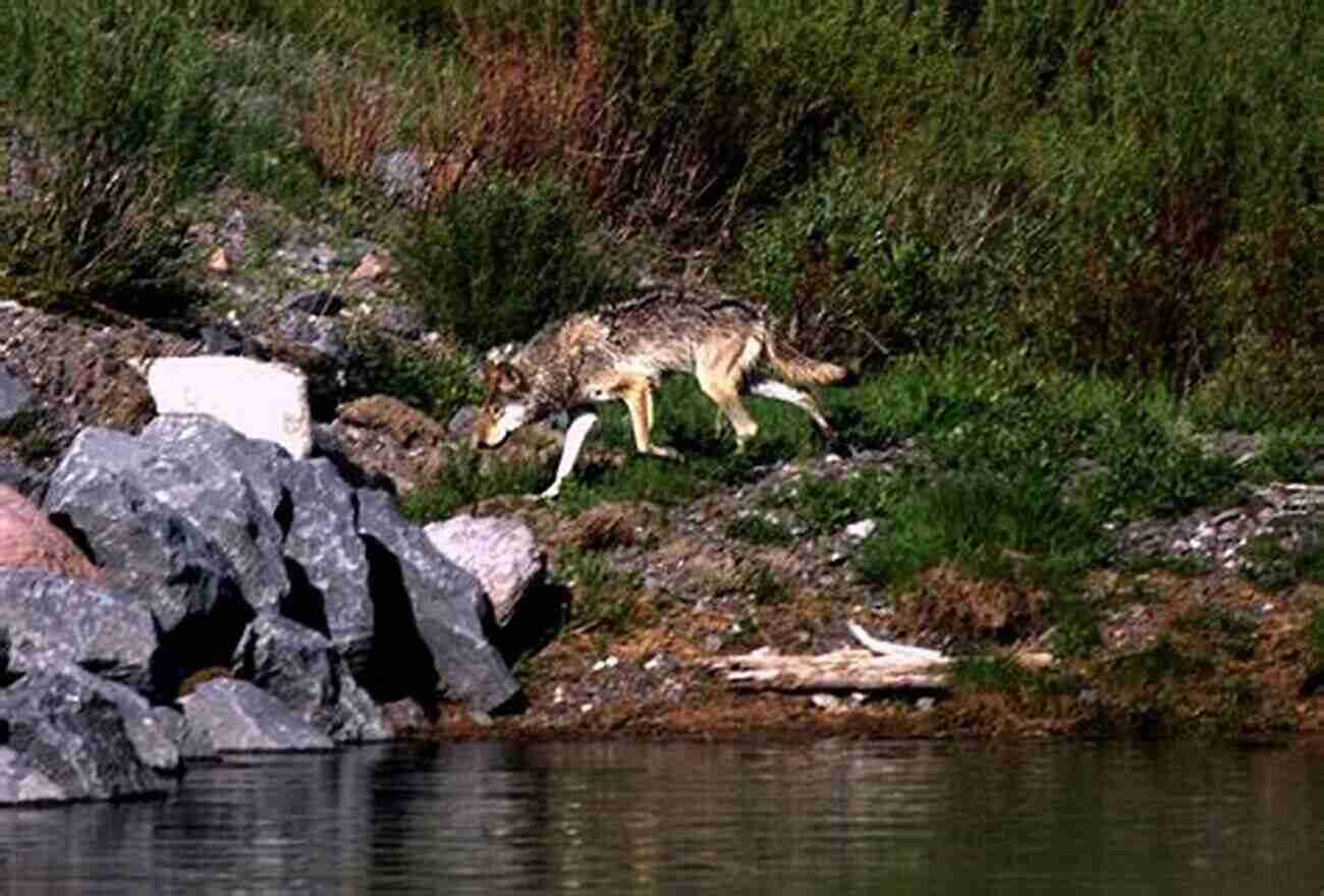 Spotting The Stunning Lamar Valley Wolf Pack In Yellowstone National Park Yellowstone Roadtrip: In Search Of The Lamar Valley Wolf Pack