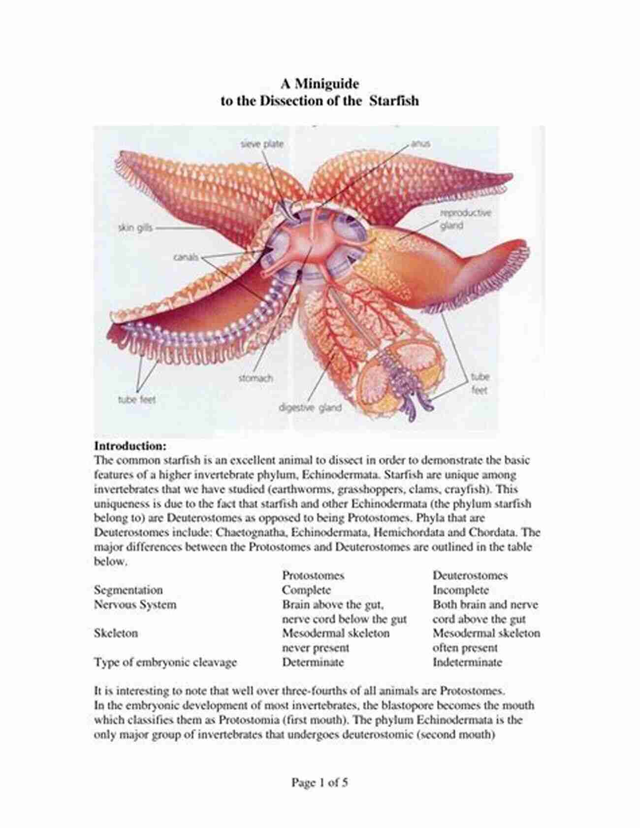 Starfish Demonstrating Their Unique Shape And Anatomy. Children S About Starfish: A Kids Picture About Starfish With Photos And Fun Facts