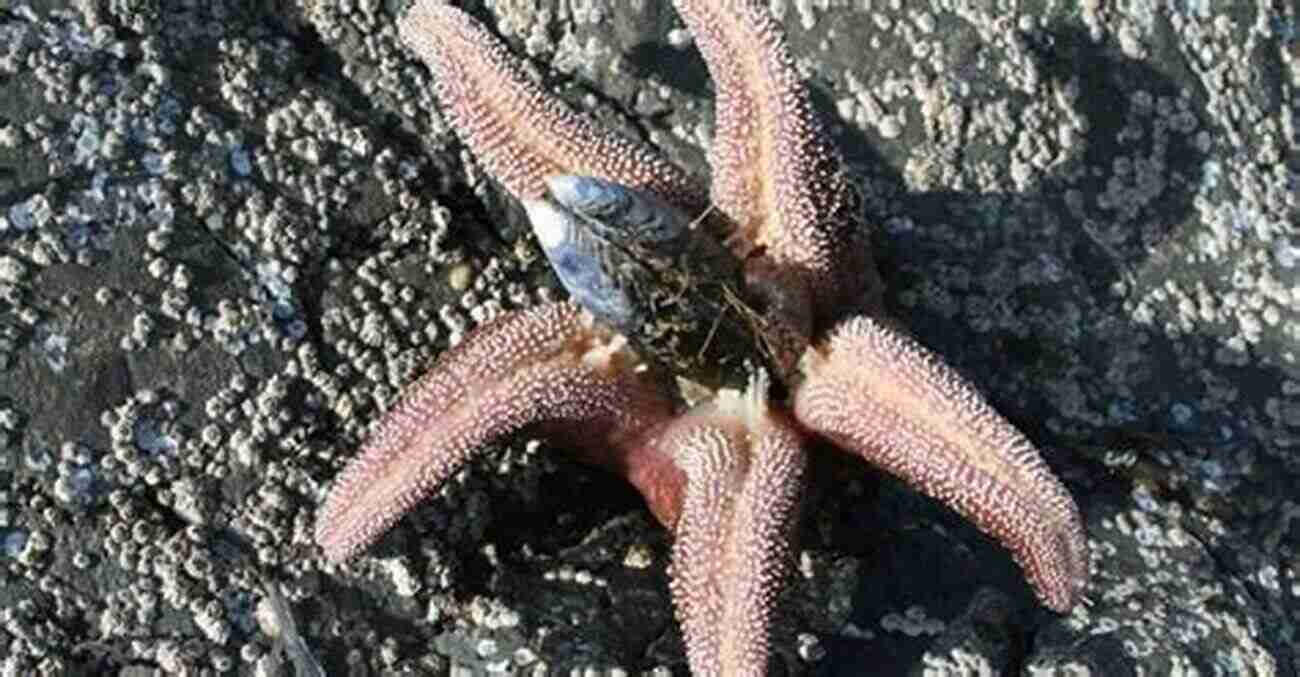 Starfish Engaging In Their Feeding Behavior. Children S About Starfish: A Kids Picture About Starfish With Photos And Fun Facts