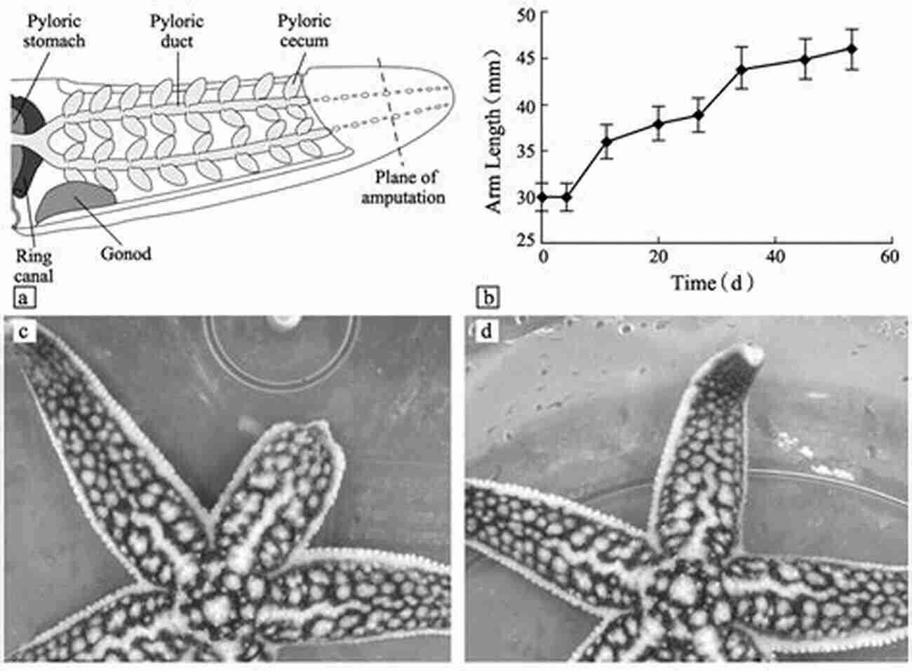 Starfish Performing Regeneration Process. Children S About Starfish: A Kids Picture About Starfish With Photos And Fun Facts