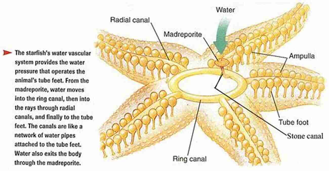 Starfish Showcasing Their Movement Using Tube Feet And Water Vascular System. Children S About Starfish: A Kids Picture About Starfish With Photos And Fun Facts