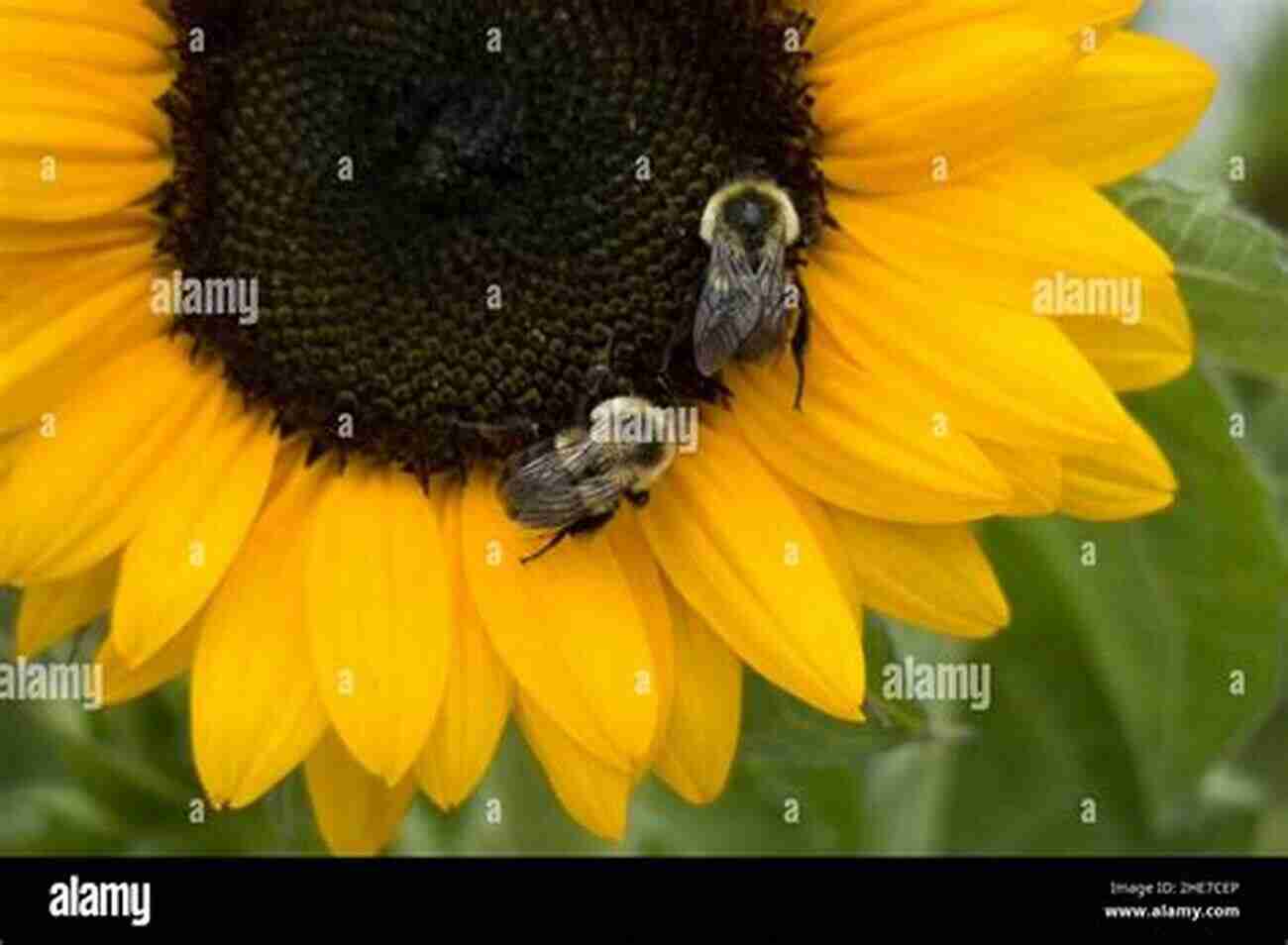 Sunflowers Attracting Bees With Their Pollen Rich Centers Sunflowers: Photos Facts And Fictions