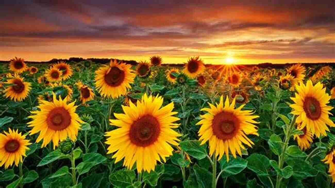 Sunflowers Glowing Under A Golden Sunset Sunflowers: Photos Facts And Fictions