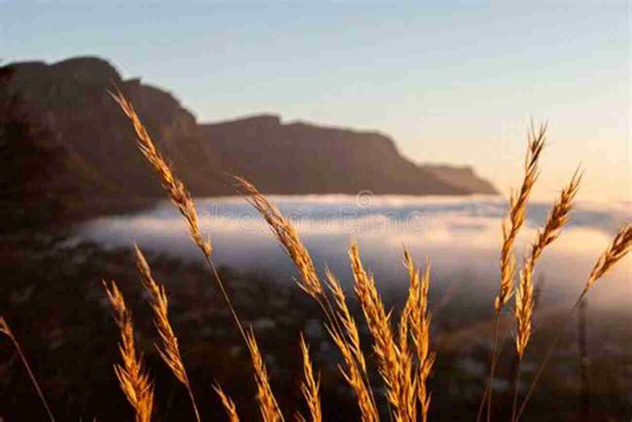 Sunset Casting A Golden Glow Over The Coastal Bluffs Urban Trails: San Francisco: Coastal Bluffs/ The Presidio/ Hilltop Parks Stairways