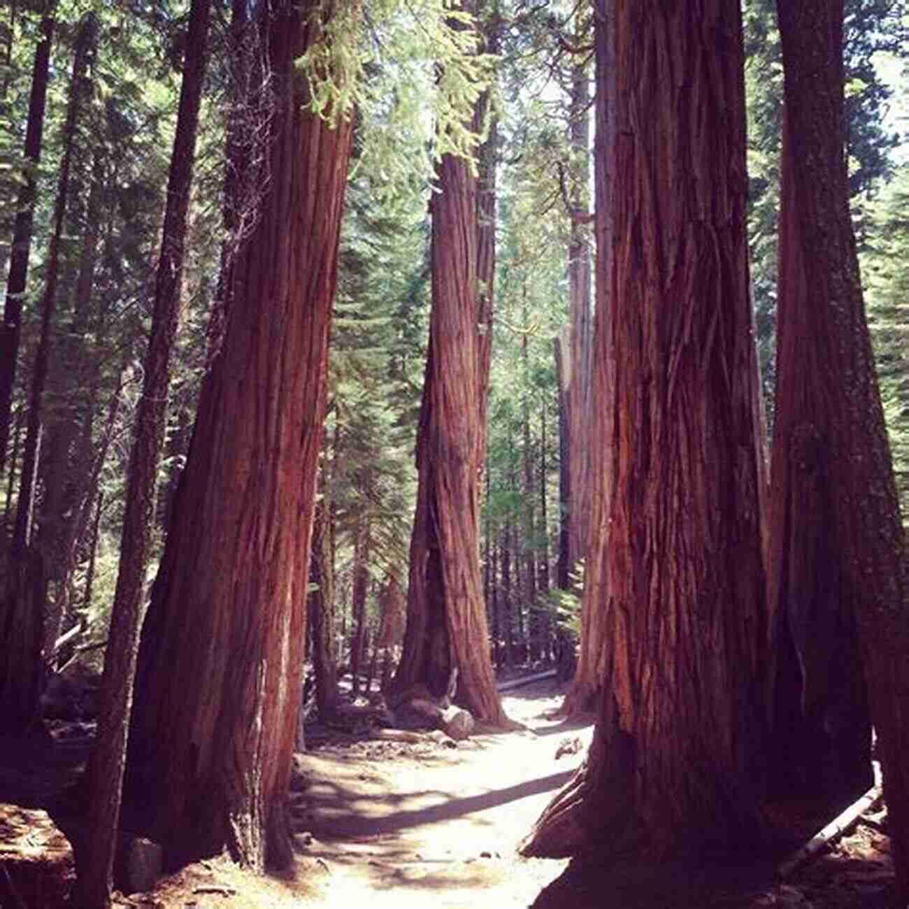 Surrounded By The Majestic Redwoods In Northern California Truck Camping: From Vermont To California And Home Again