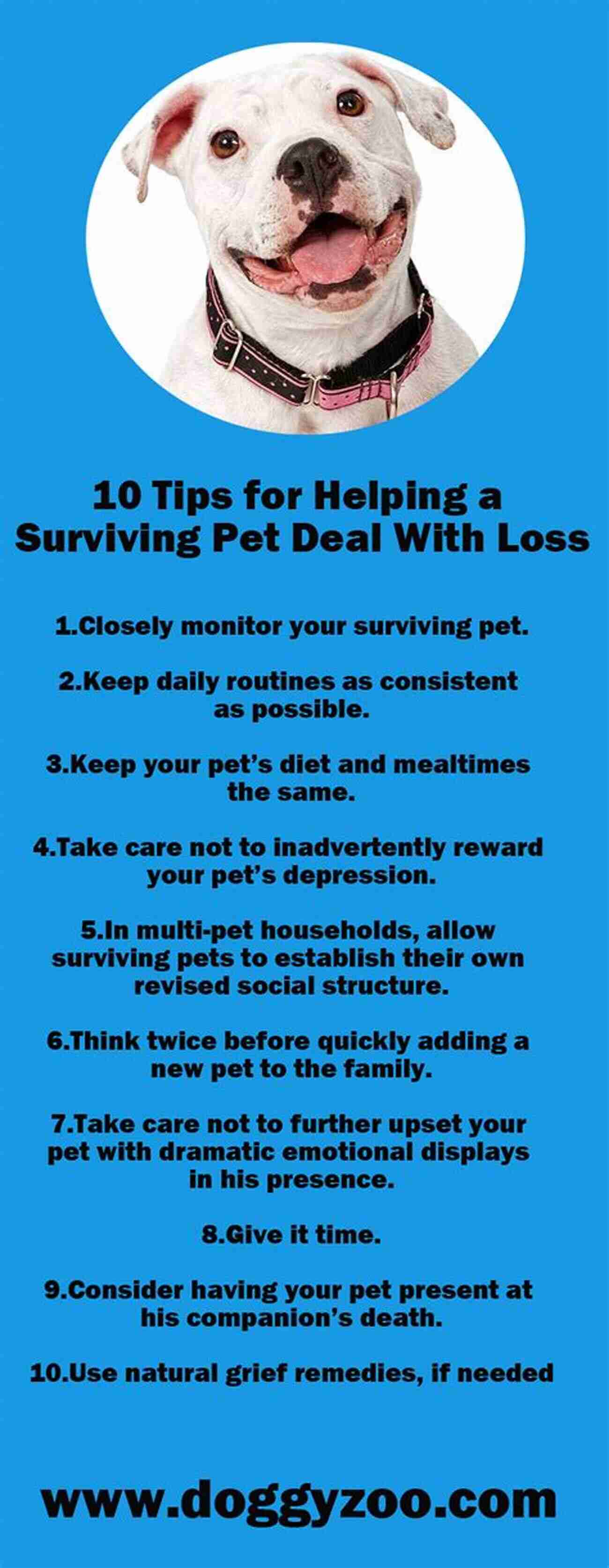 Surviving Pet Loss Support Animals In The Afterlife: Surviving Pet Loss And Turning Grief Into A Gift