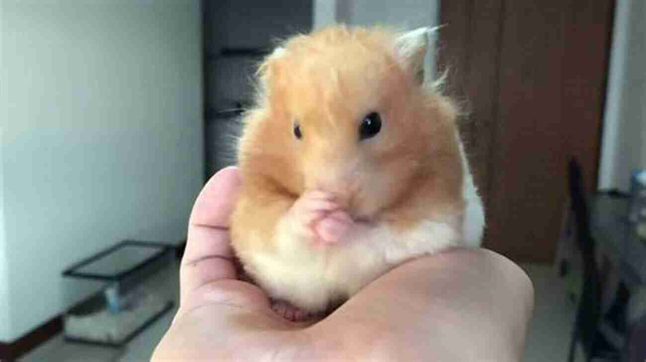 Syrian Hamster Being Groomed The Short Sweet But Complete Guide To Caring For Syrian (golden) Hamsters: All You Ever Really Need To Know About Keeping A Syrian Hamster As A Pet