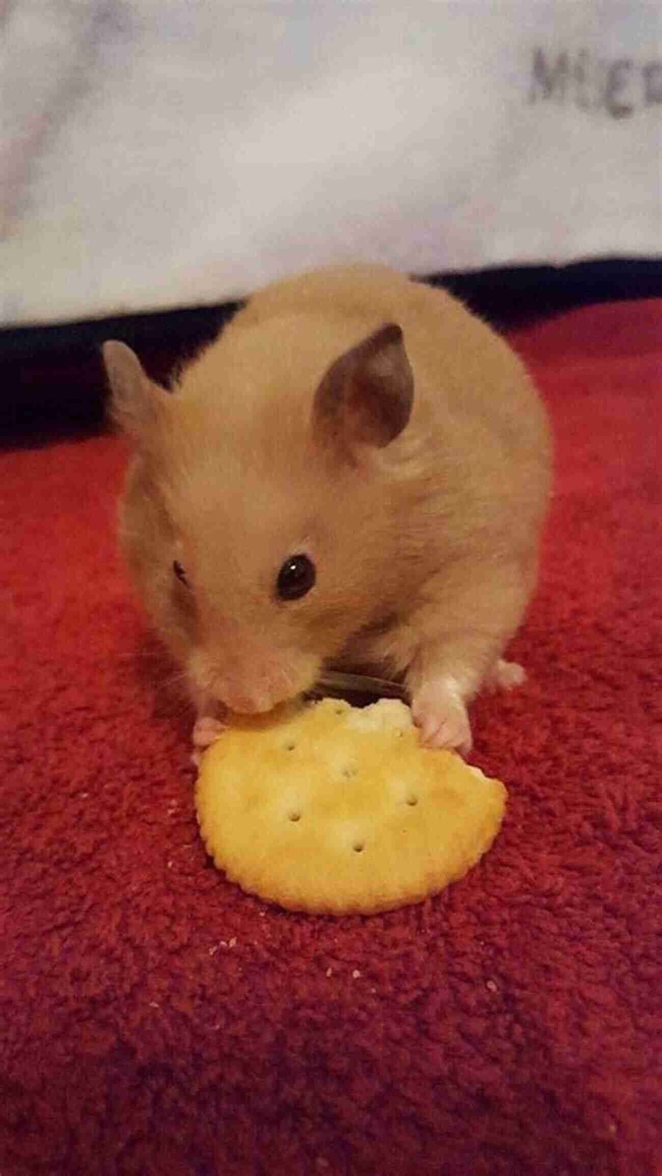 Syrian Hamster Enjoying A Meal The Short Sweet But Complete Guide To Caring For Syrian (golden) Hamsters: All You Ever Really Need To Know About Keeping A Syrian Hamster As A Pet