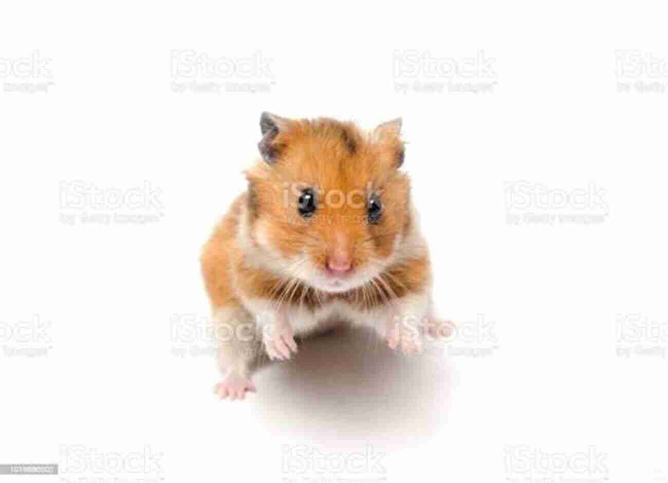 Syrian Hamster In A Cute Pose The Short Sweet But Complete Guide To Caring For Syrian (golden) Hamsters: All You Ever Really Need To Know About Keeping A Syrian Hamster As A Pet