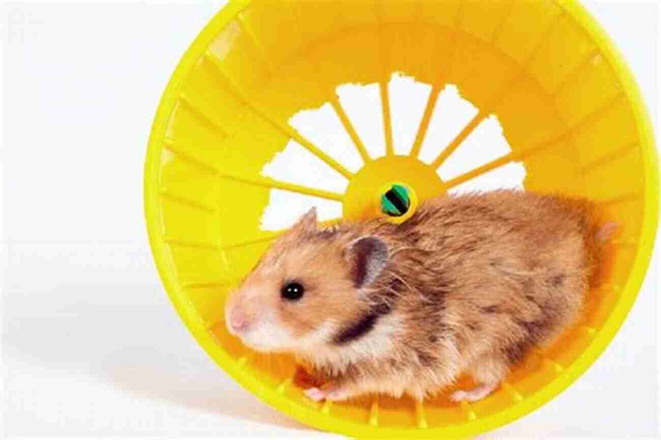 Syrian Hamster Running On A Wheel The Short Sweet But Complete Guide To Caring For Syrian (golden) Hamsters: All You Ever Really Need To Know About Keeping A Syrian Hamster As A Pet