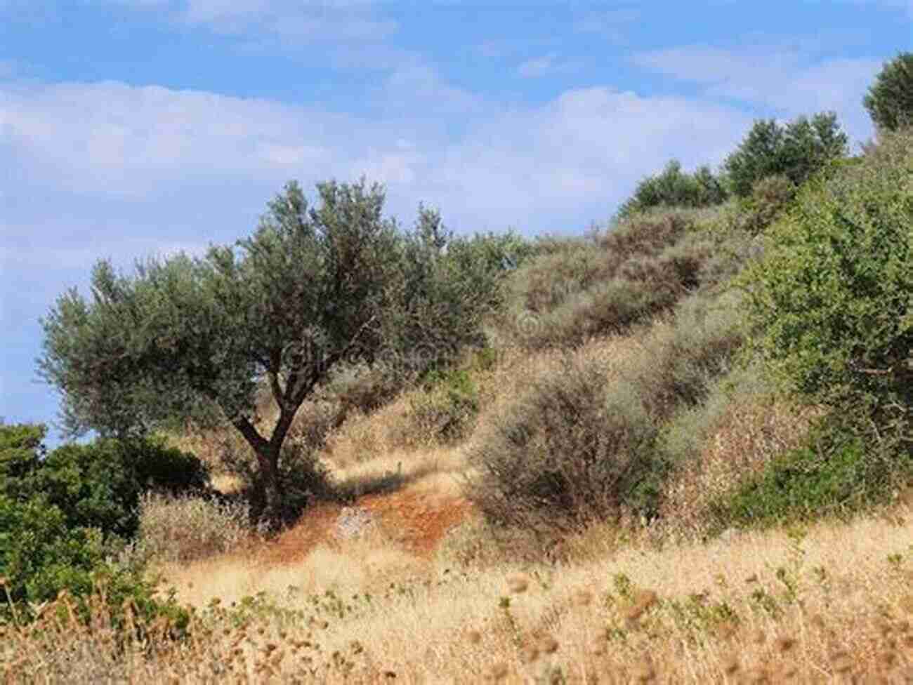 Tails From Greek Mountainside Majestic Vistas Of The Rugged Greek Mountainside Tails From A Greek Mountainside