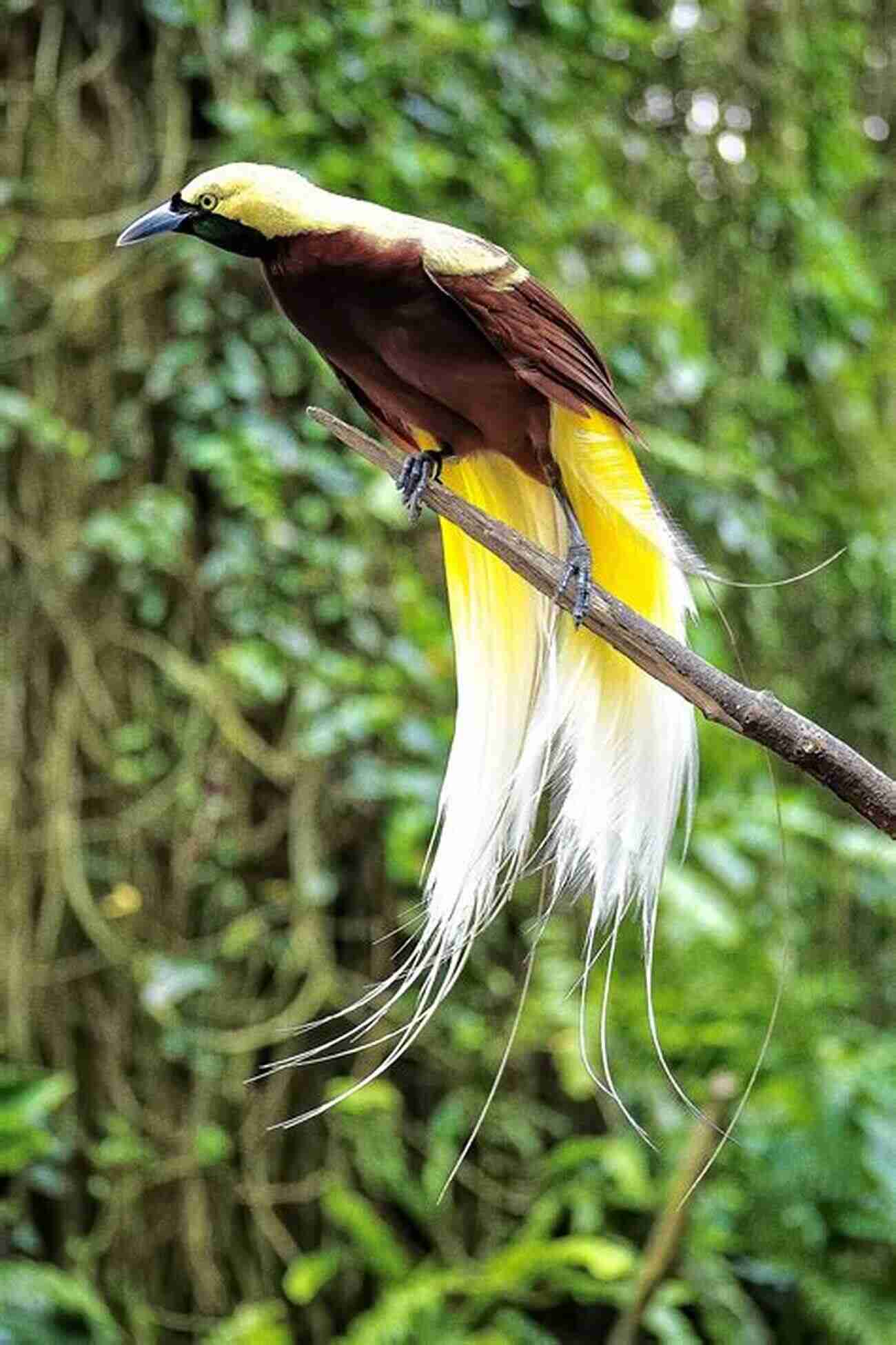 The Majestic Birds Of Paradise In Indonesian Papua Ecology Of Indonesian Papua Part Two (Ecology Of Indonesia 6)