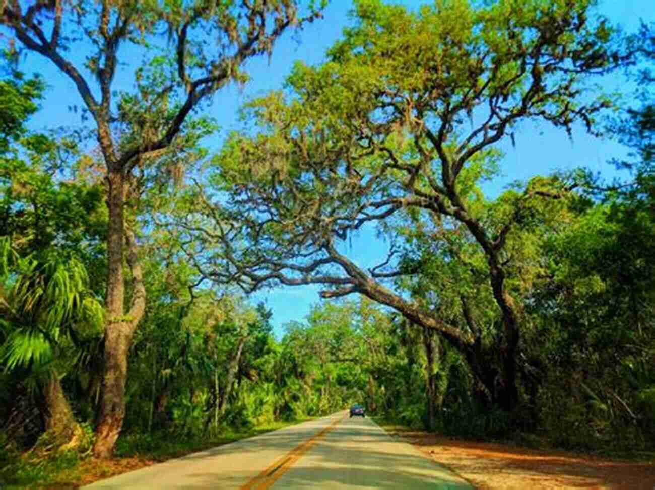 Tomoka State Park's Majestic Live Oak Forests Unraveling The Pieces (Ormond Beach 3)