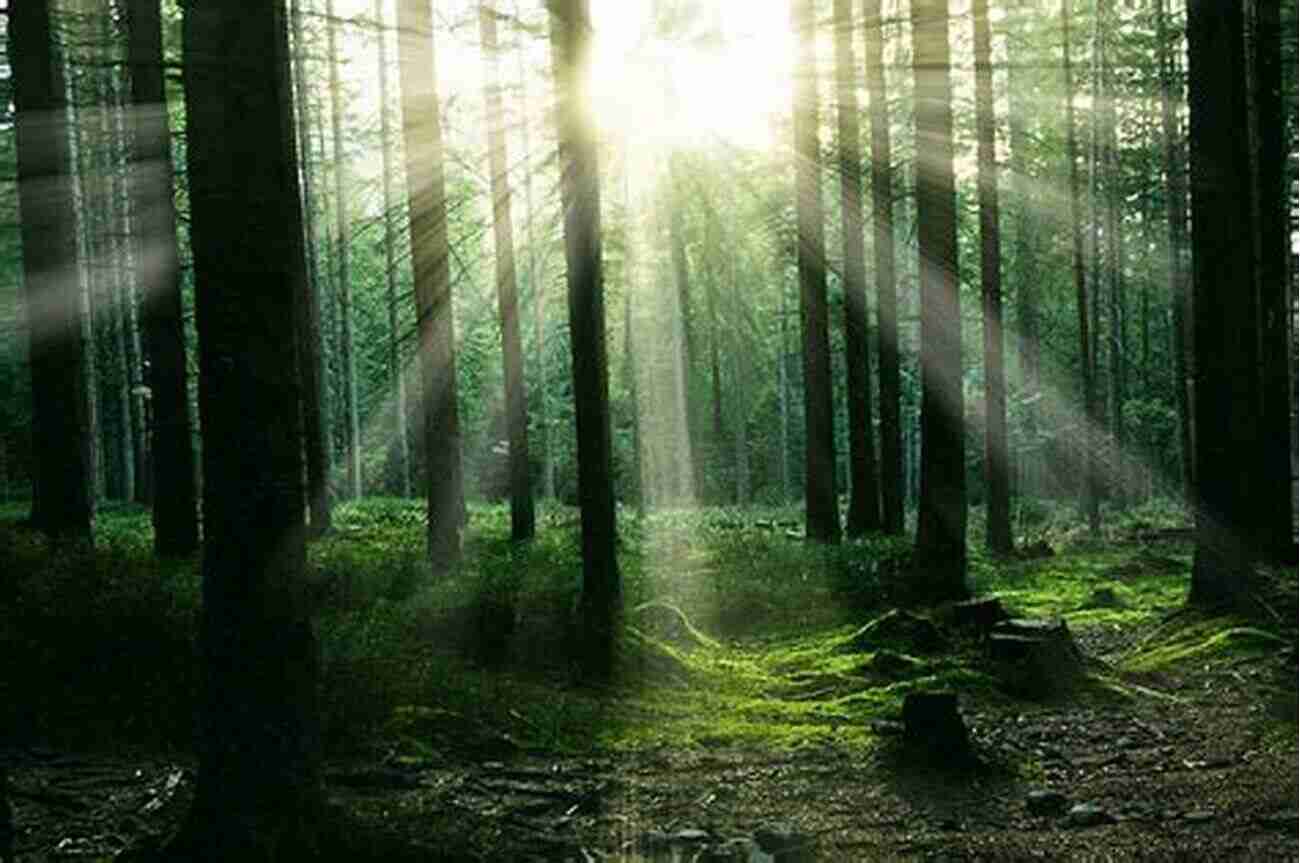 Two Friends Hiking Through A Dense Forest With Rays Of Sunlight Piercing Through The Trees Four Years With Morgan And Forrest