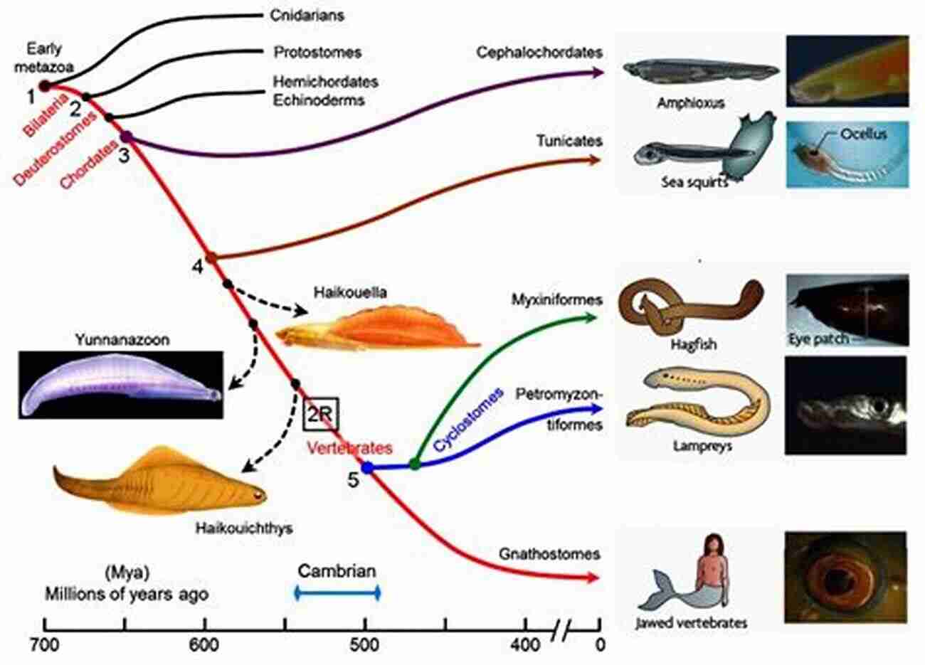 Understanding The Origin Of The Vertebrates Across The Bridge: Understanding The Origin Of The Vertebrates