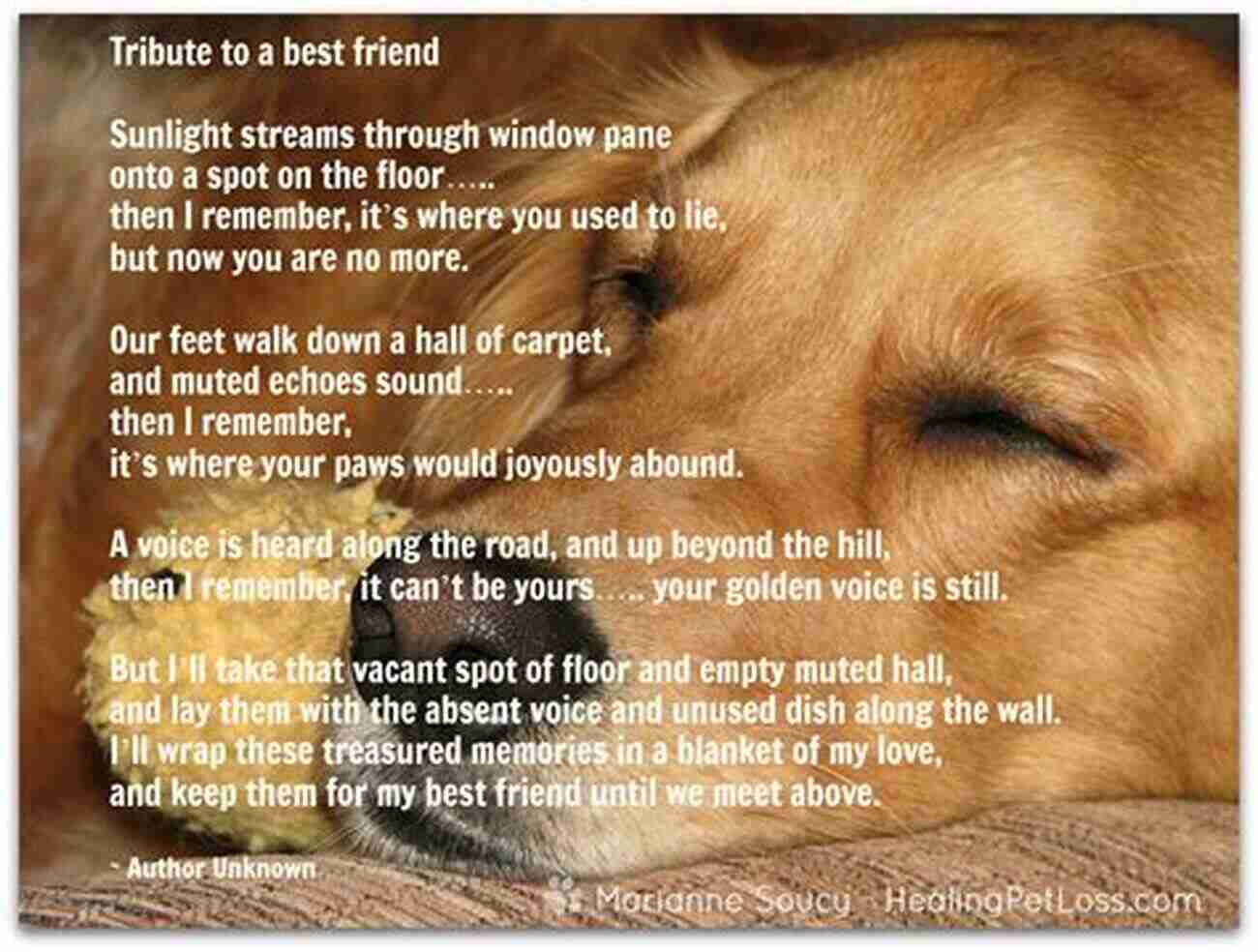 Ways To Heal After Grieving The Loss Of Your Beloved Pet See You Buddy: How To Heal After Grieving The Loss Of Your Pet