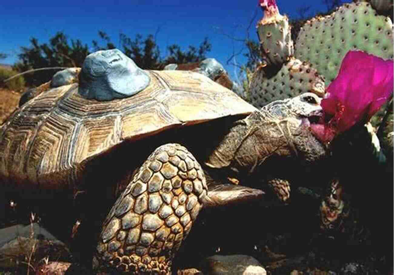 Wildlife In The Mojave Desert The Birds And The Beasts Were There: The Joys Of Birdwatching And Wildlife Observation In California S Richest Habitat