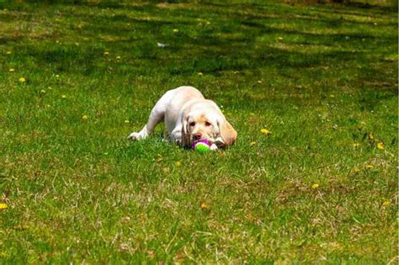 Adorable Labrador Retriever Playing Fetch With A Tennis Ball Retrieving For All Occasions: Foundations For Excellence In Gun Dog Training