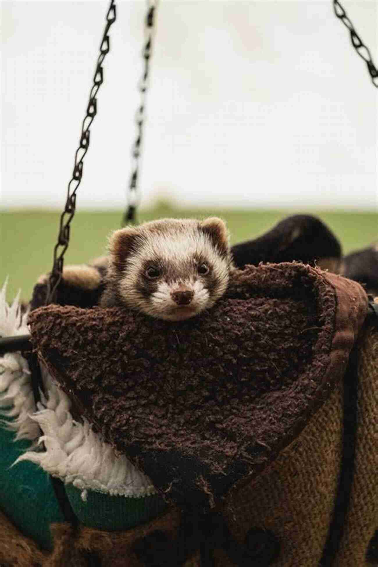 Ferret Care For Beginners Ferret Care For Beginners Alina Daria