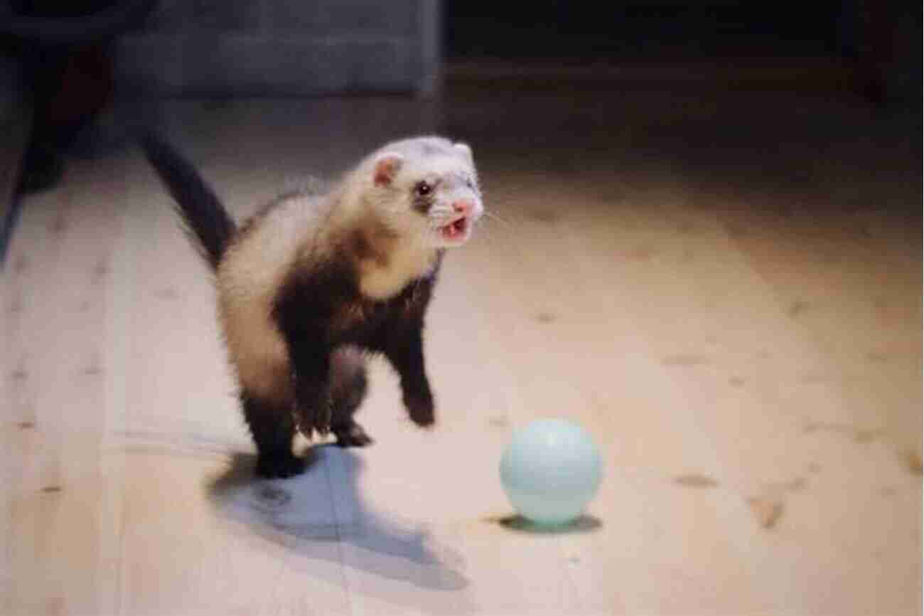 Ferret Playing With Toy Ferret Care For Beginners Alina Daria