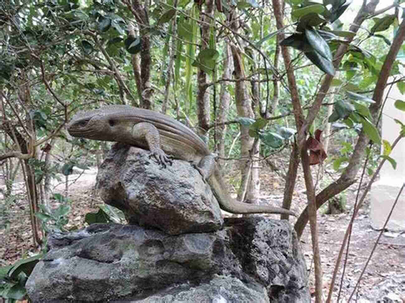 Giant Skink In The Enchanted Forest There Was An Old Lady Who Gobbled A Skink