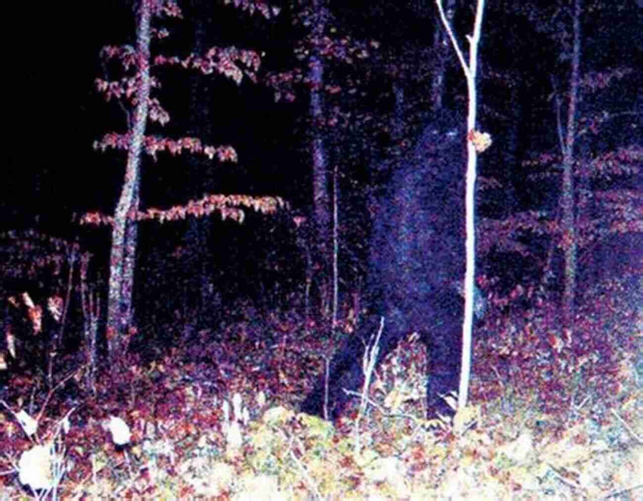 Mysterious Creature In Minnesota Forest The Minnesota Road Guide To Mysterious Creatures