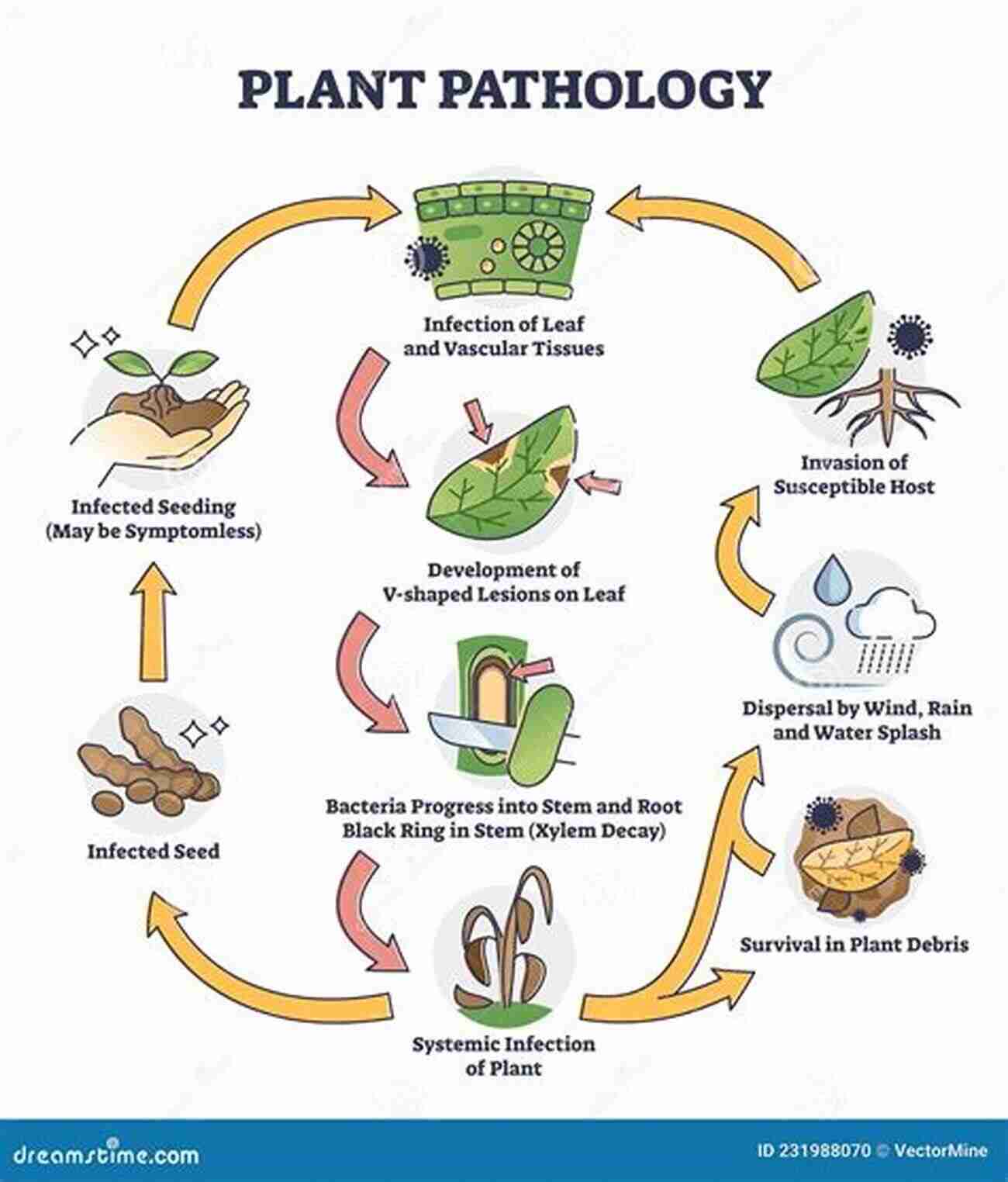 Pathogenesis Of Plant Diseases Plant Pathogenesis And Disease Control