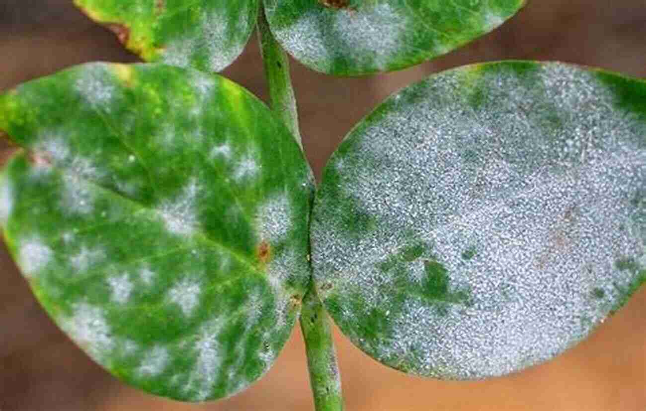 Powdery Mildew Fungal Infection On Leaves To Plant Pathology Richard N Strange