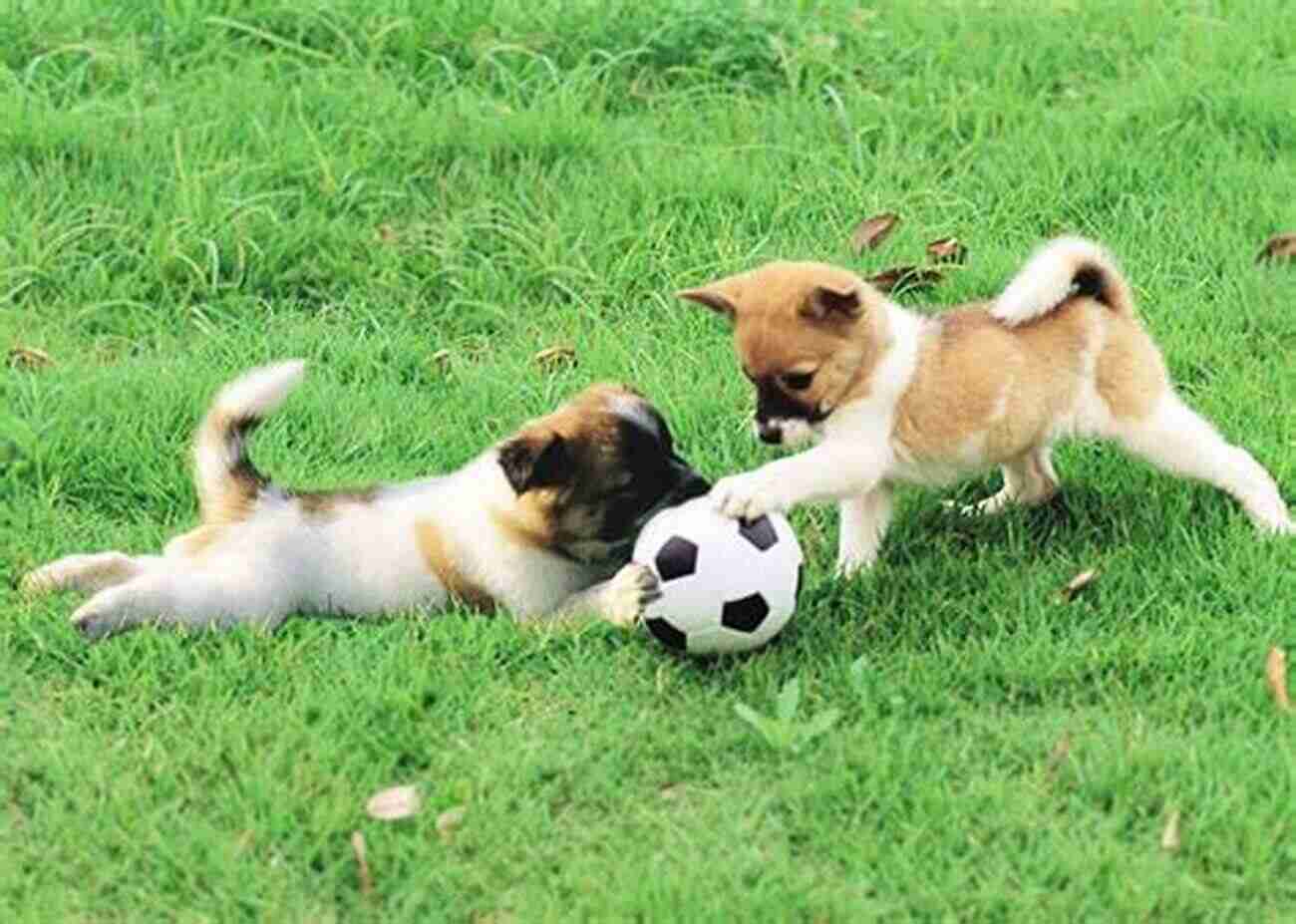 Puppies Playing In A Park Jack And Billy S Top Advice For Puppies