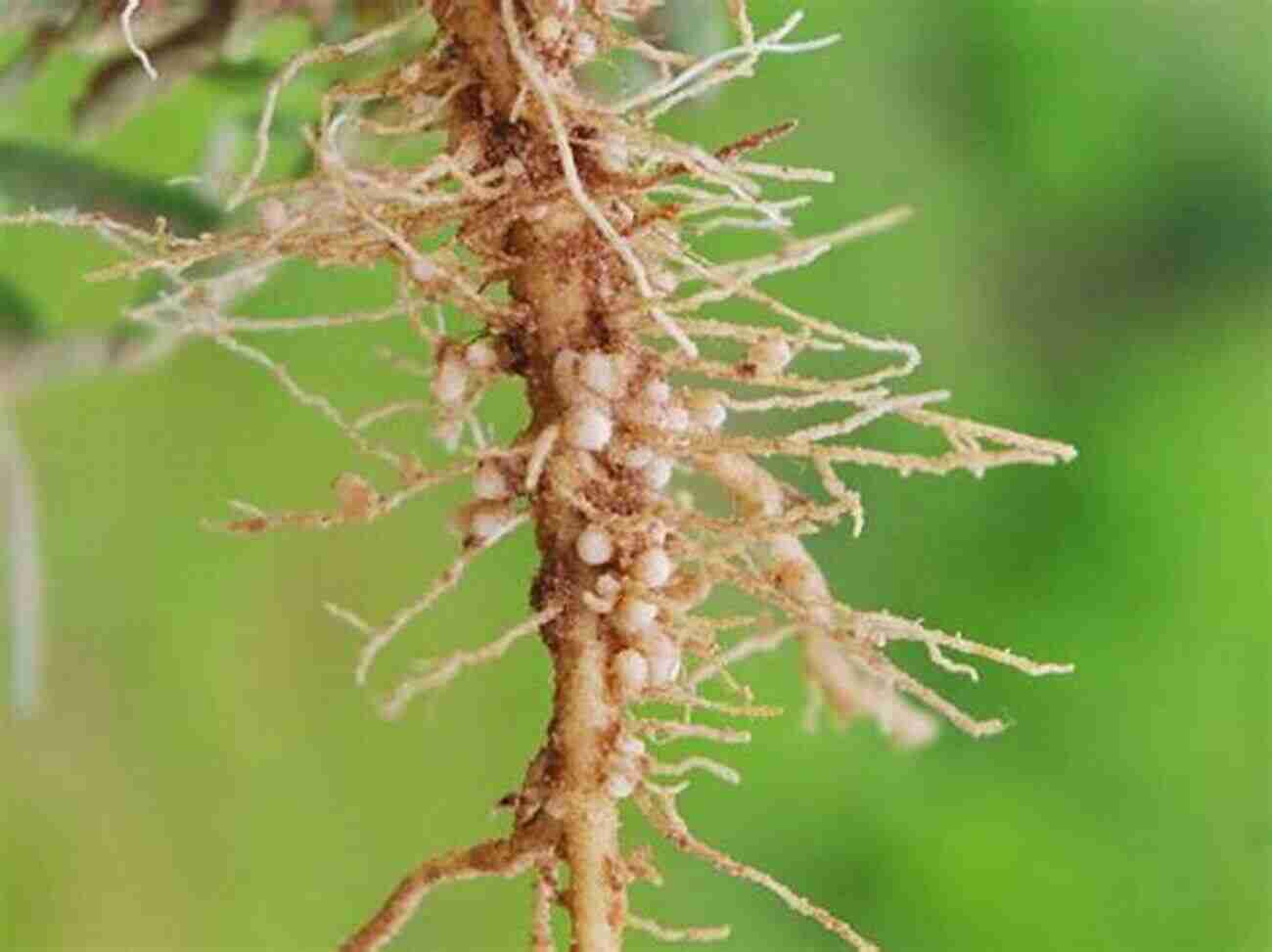 Root Knot Nematodes On Plant Roots To Plant Pathology Richard N Strange