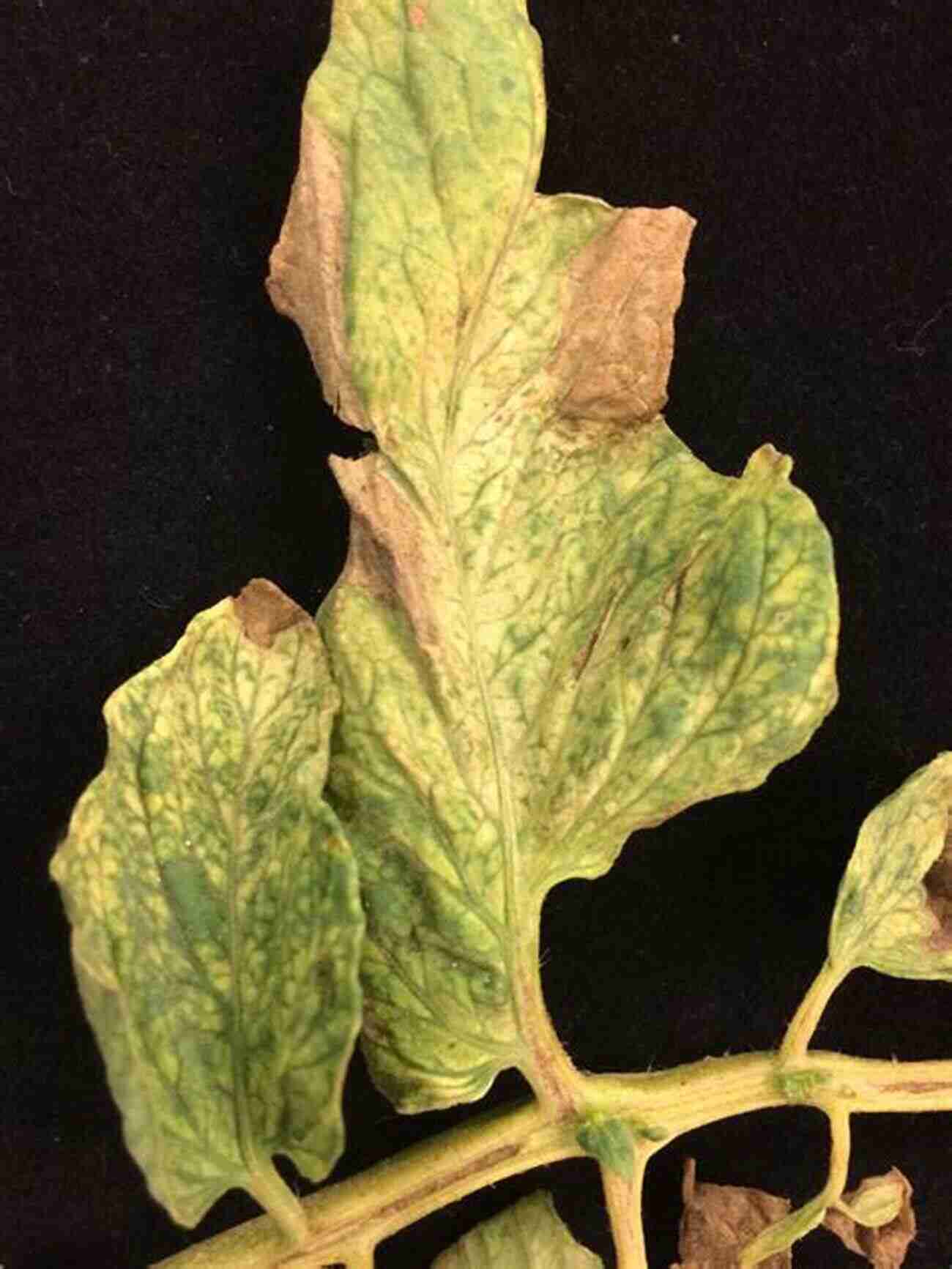 Tomato Mosaic Virus Infected Tomato Plant To Plant Pathology Richard N Strange