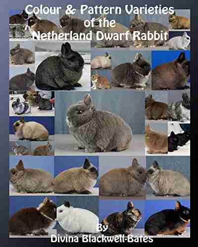 Colour Pattern Varieties of the Netherland Dwarf Rabbit