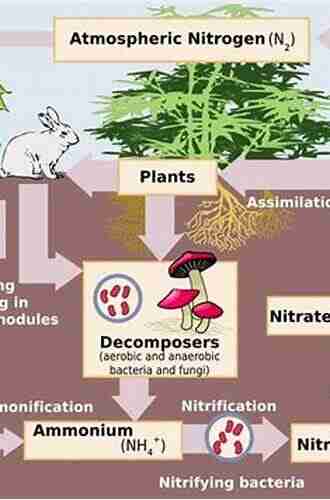 Nitrogen In Organic Wastes: Applied To Soils (International Solid Waste Professional Library)